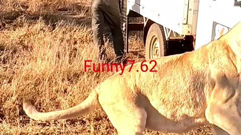 Giant Lions Nope, Just Cats! #shorts #trending #shortsfeed