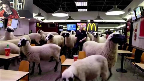 Over 15 Sheep Roam Around A McDonald's Restaurant Fake Funny Parody Video With Live Commentary