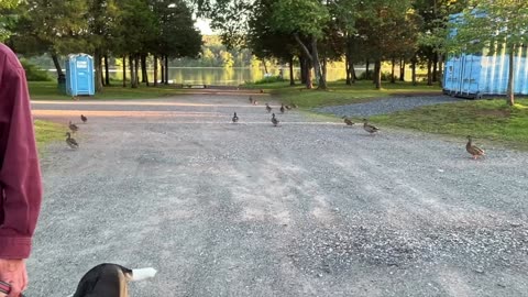 Quack Attack!