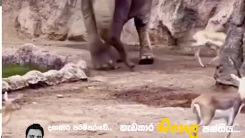 The helping elephant