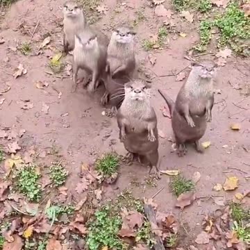 Have you ever seen begging otters? Now you have. Enjoy!