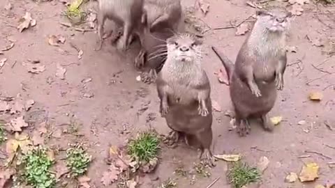 Have you ever seen begging otters? Now you have. Enjoy!