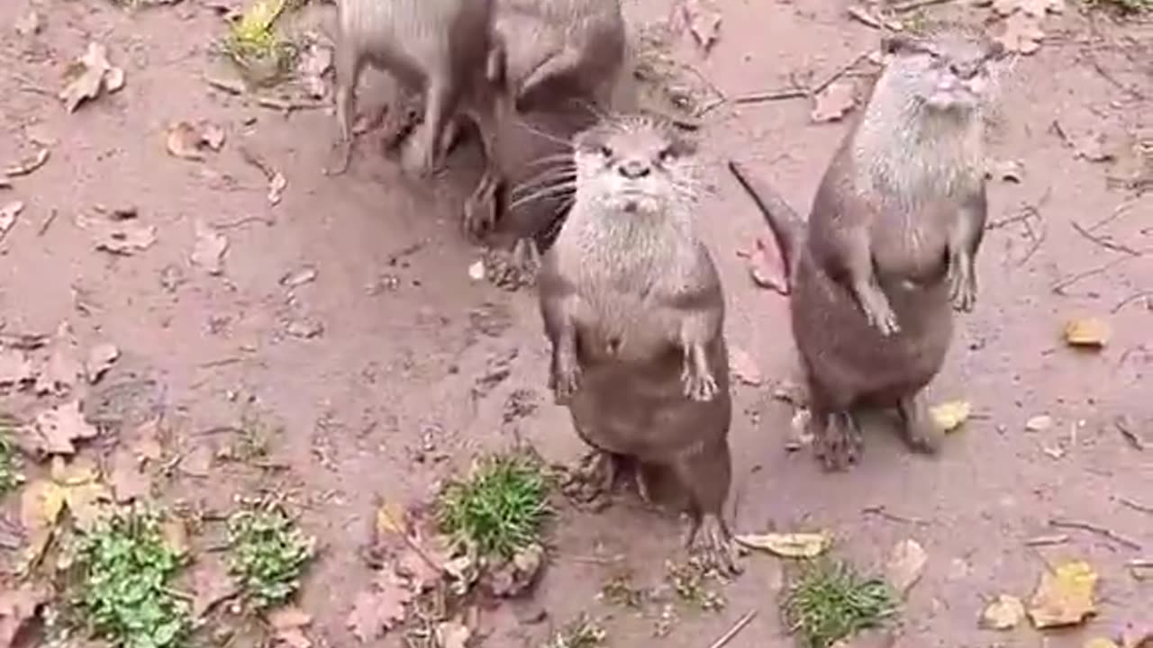 Have you ever seen begging otters? Now you have. Enjoy!