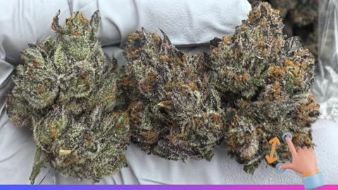 Rainbow Runtz THCa Flower | 28% Exotic Indica | Candy Pear Gas | Relaxed, Sleepy, Happy | Bulk #thca