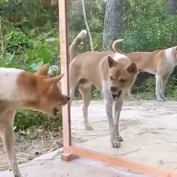 Dog Sees Himself in Mirror for First Time – HILARIOUS Reaction! 🤣 #shorts