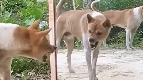 Dog Sees Himself in Mirror for First Time – HILARIOUS Reaction! 🤣 #shorts