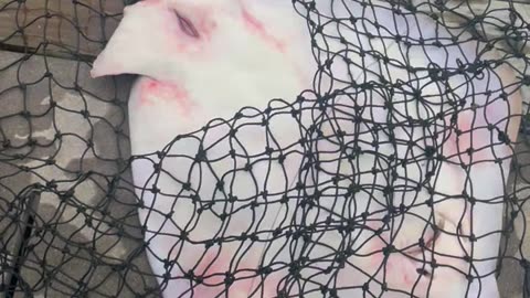 Stingray Gives Birth While Caught in Net