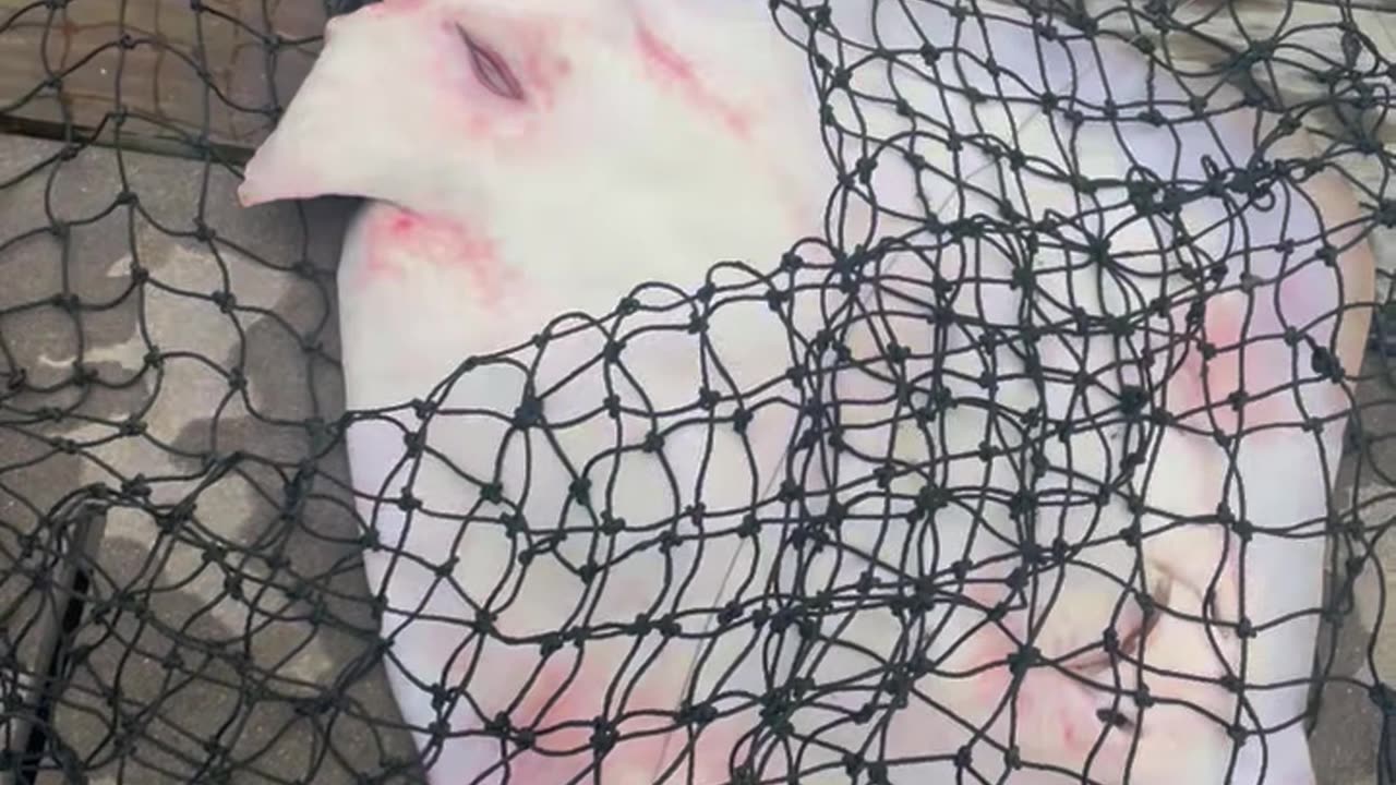 Stingray Gives Birth While Caught in Net