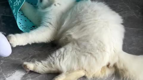 Cat cute white
