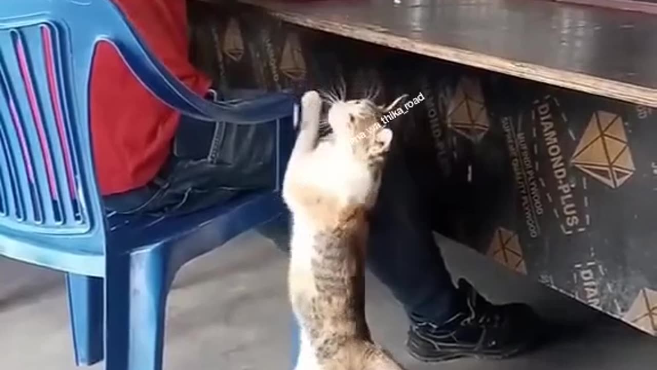 see the most hungry cat in the world