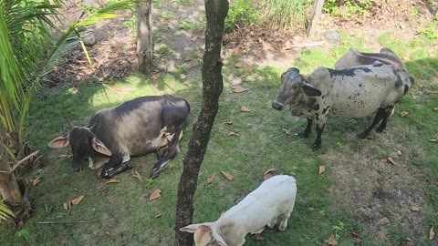 Neighbors come to hang out