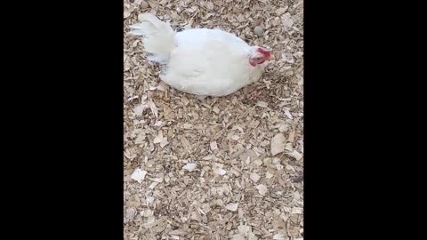 Chicken Little Update