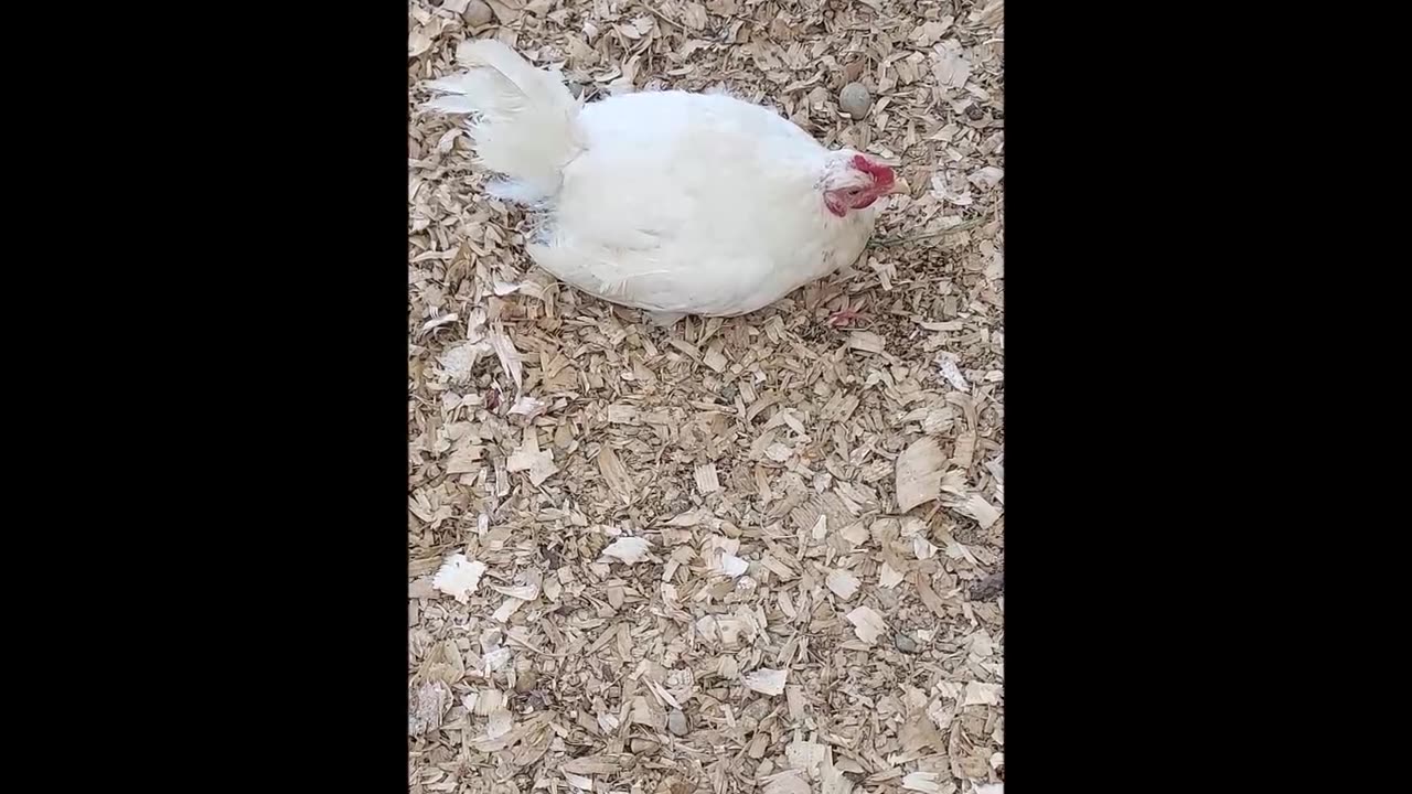 Chicken Little Update