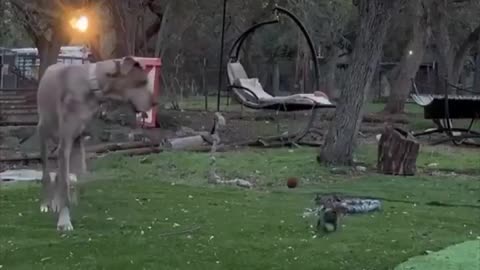 😂🐶 Puppies Having Fun Together! | FunFM