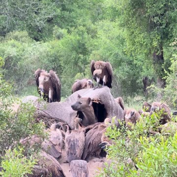 The hyena gets into the elephant's stomach and eats it