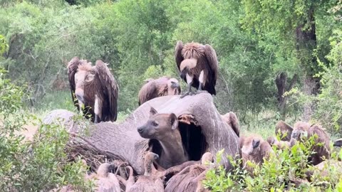 The hyena gets into the elephant's stomach and eats it
