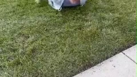 If Cleaning Was a Timed Sport