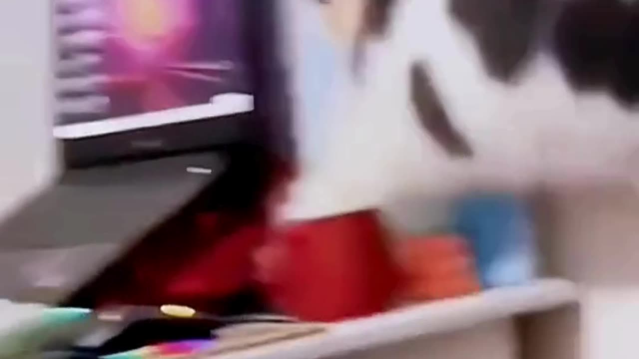 FUNNY ANIMAL COMPILATIONS - PART 50