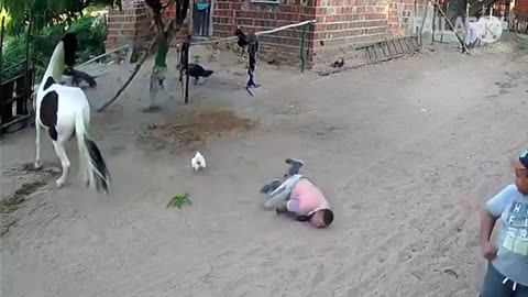 😂funny animal videos 2025 🤣 funniest elephant and horse videos😅😂