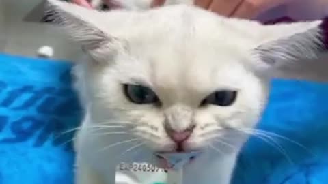 Funny cat video