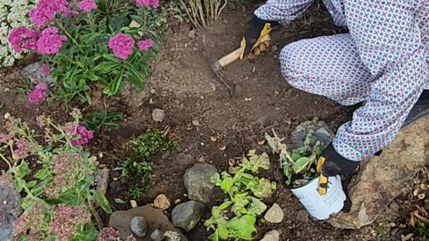 How to add a few Sedum into a Sedum Colony
