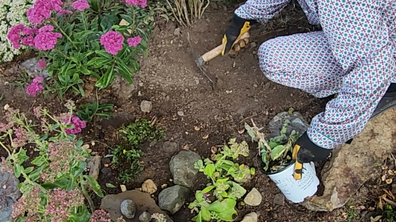 How to add a few Sedum into a Sedum Colony