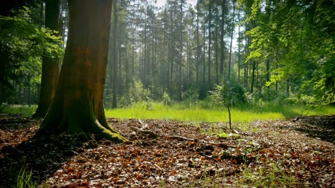 Let’s Escape to the Forest Together: Relax, Meditate, and Enjoy Nature’s Symphony