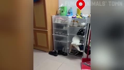 Ultimate Funny Animal Compilation 2025 🐶🐱