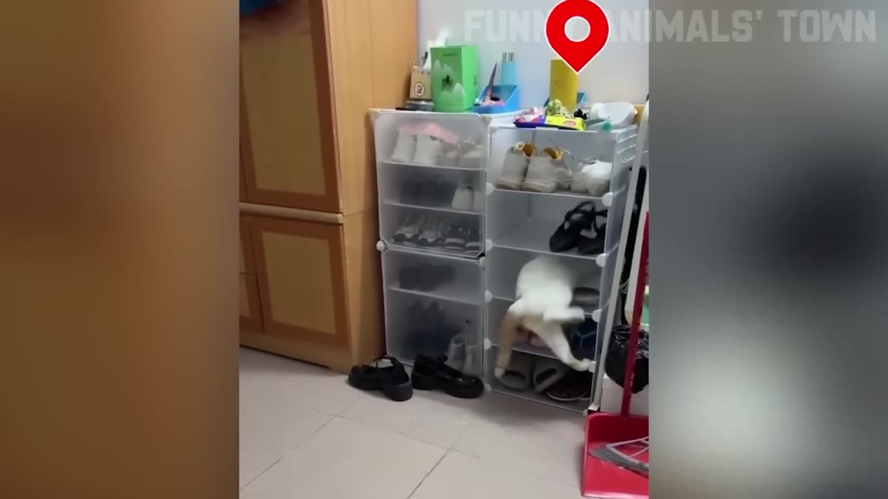 Ultimate Funny Animal Compilation 2025 🐶🐱