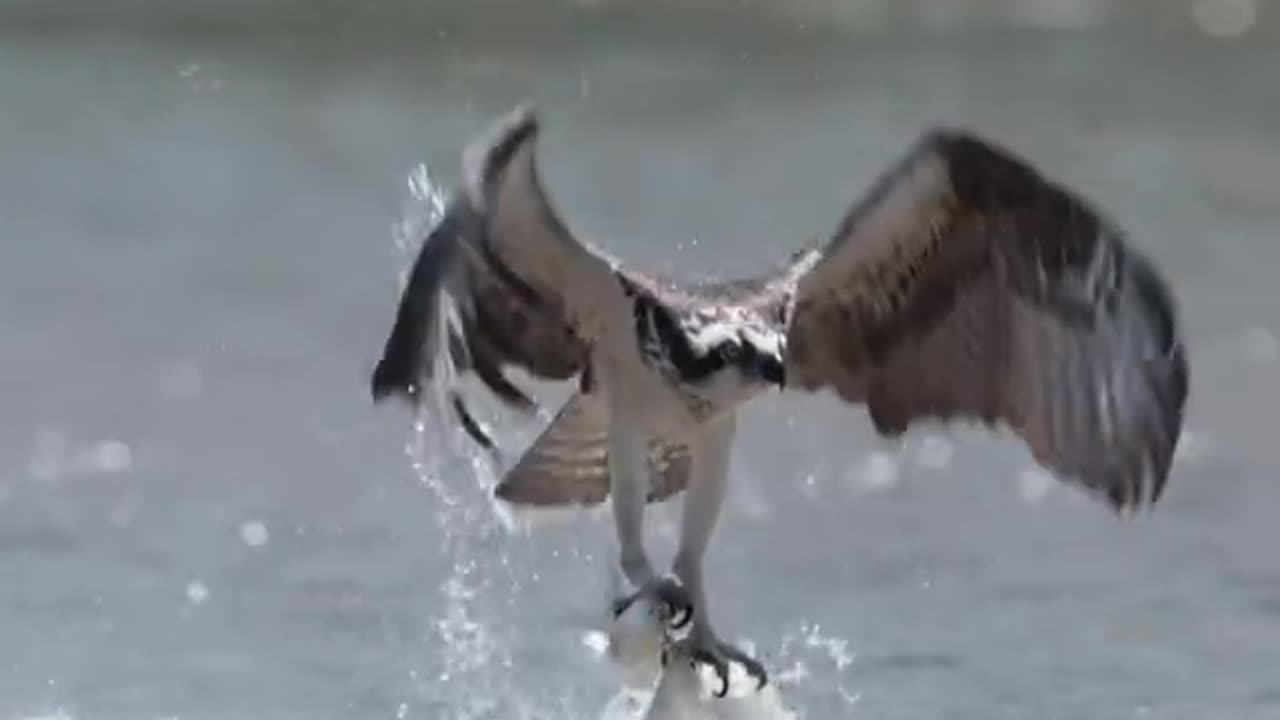 Osprey Fishing skill