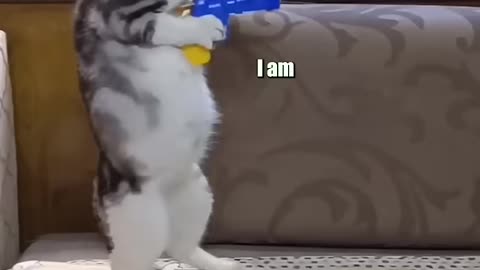 Mashup feat auroralights (TT) 🗣️ 🎥 #shorts #funny #cat #dog #pets #animals #memes #cute