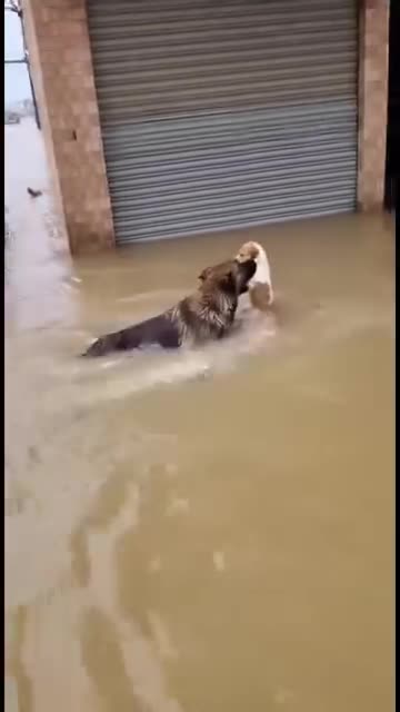 बाढ़ के पानी में कुत्ते का हीरोइक एक्ट! बाढ़ के पानी में कुत्ते का हीरोइक एक्ट! #fblifestyle #AI