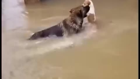 बाढ़ के पानी में कुत्ते का हीरोइक एक्ट! बाढ़ के पानी में कुत्ते का हीरोइक एक्ट! #fblifestyle #AI