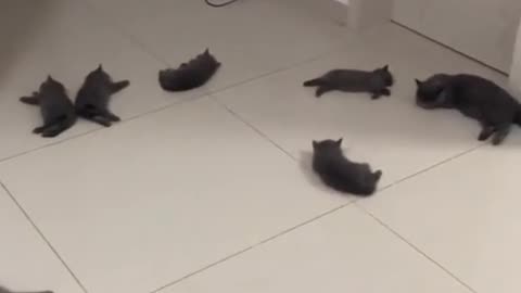 😂🐱 Kittens Found the Ultimate Snuggle Spot! Heated Tile Flooring | FunFM