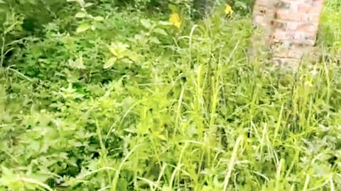 Enjoy the work of clearing weeds and such PART 2