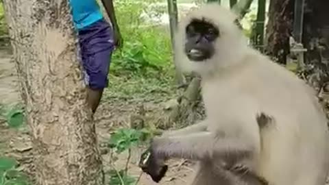 "Animals Gone Wild 😂 You’ve NEVER Seen Pets Act Like This Before!"