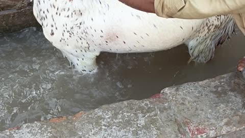 Qurbani Bakra