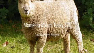 Momento Malum Today Episode 171 Canadian Sheep Pedigree