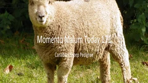Momento Malum Today Episode 171 Canadian Sheep Pedigree