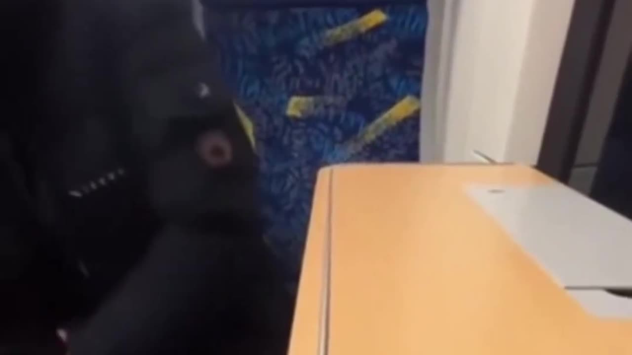 Women in Europe are not safe.