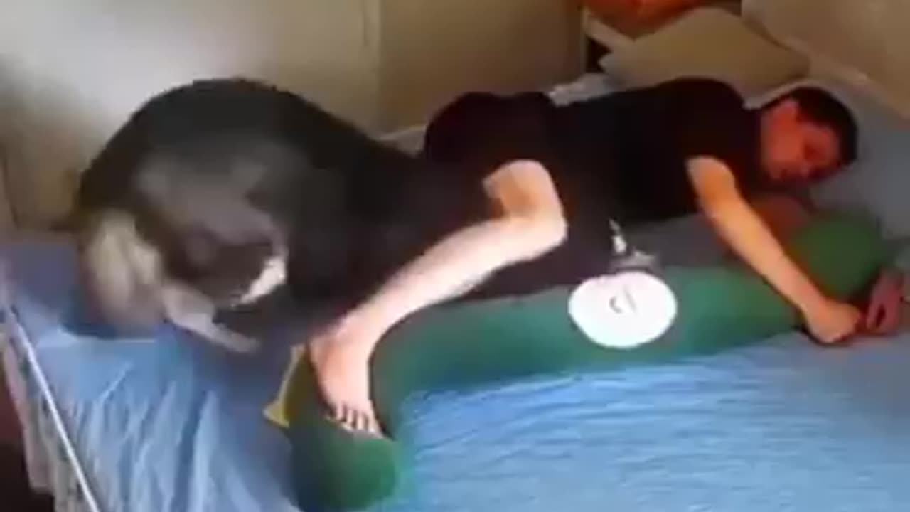 when the husky thinks the pillow has taken over his spot..🐶😅