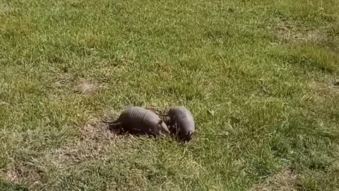 El Paraíso de las Mulitas - Armadillos al natural en Uruguay