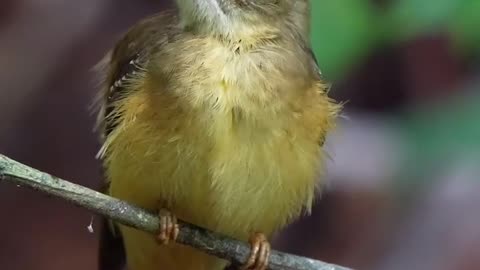 Crowned bird?