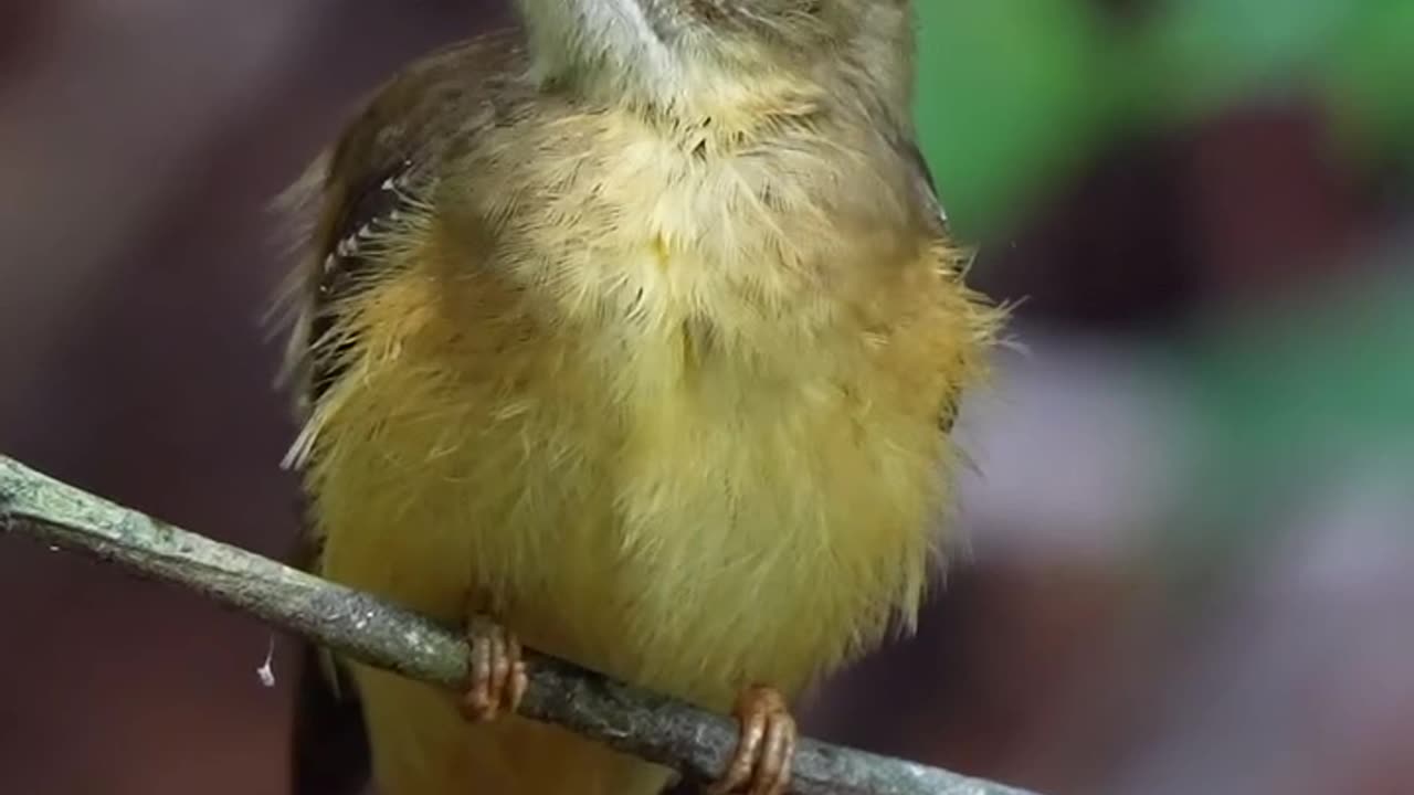 Crowned bird?