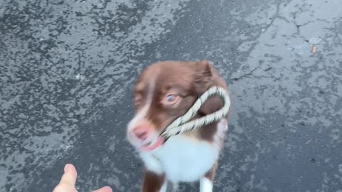 Law of the Leash