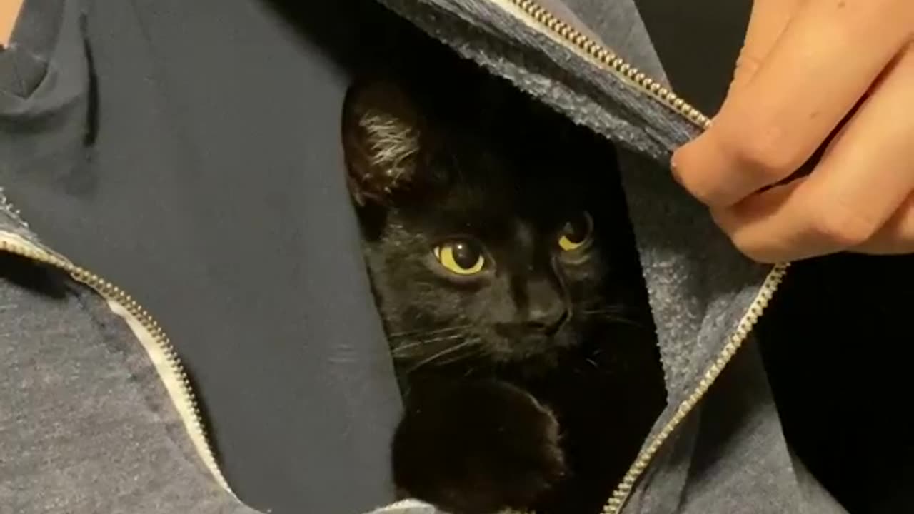 cat funny