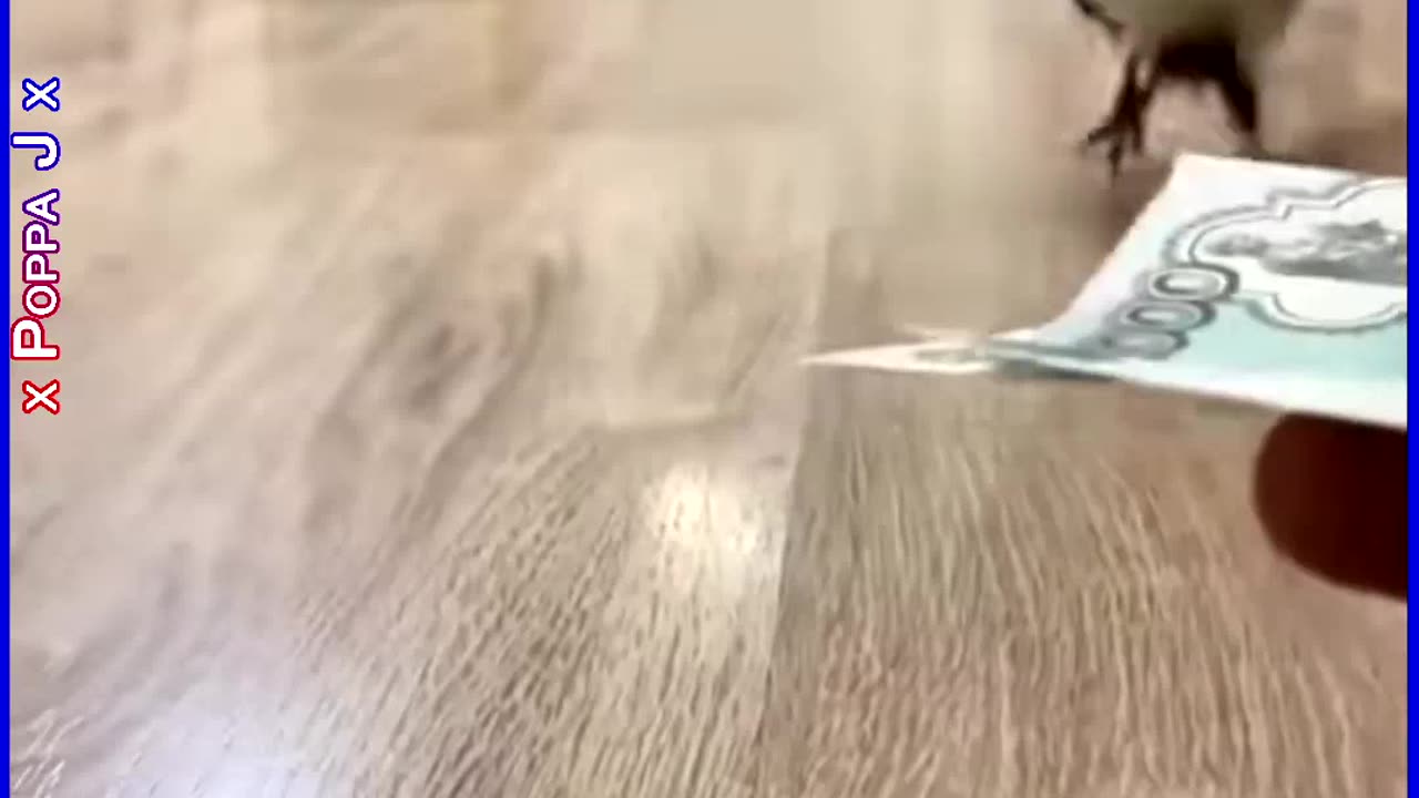 My Spirit Animal 💯