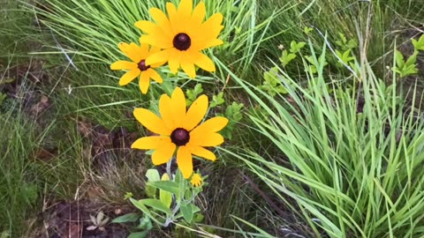 Black-eyed Susans
