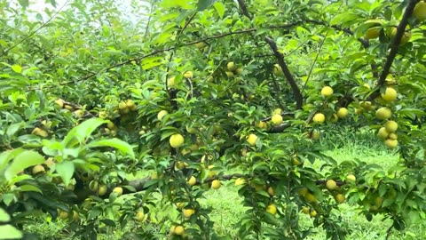 Yellow Plums