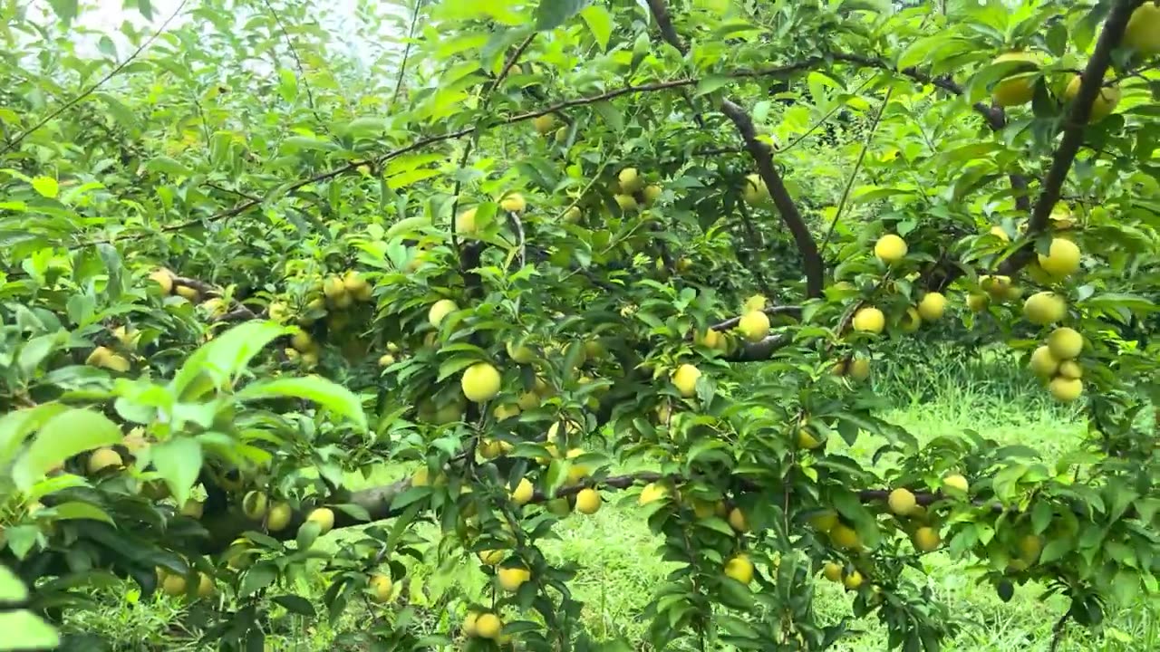 Yellow Plums